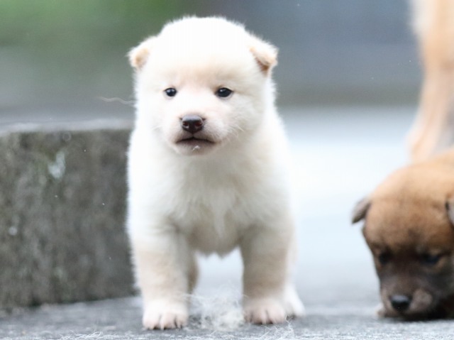 FP5A6508-puupy-shibainu FP5A6508-puupy-shibainu
