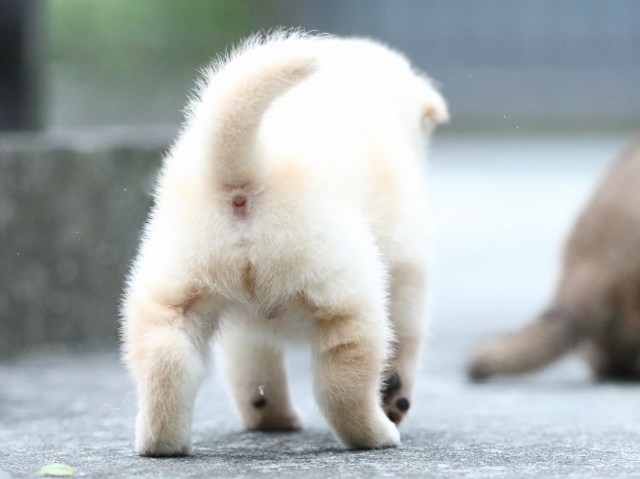 FP5A6575-puupy-shibainu FP5A6575-puupy-shibainu