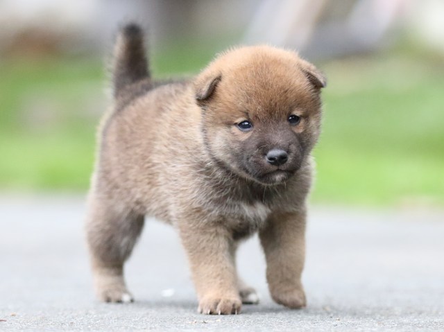 FP5A6673-puupy-shibainu FP5A6673-puupy-shibainu