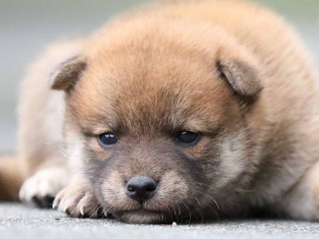 FP5A6745-puupy-shibainu FP5A6745-puupy-shibainu