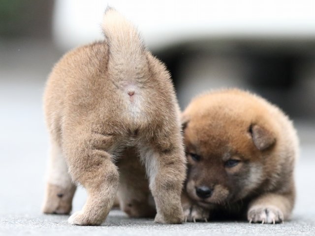 FP5A6784-puupy-shibainu FP5A6784-puupy-shibainu