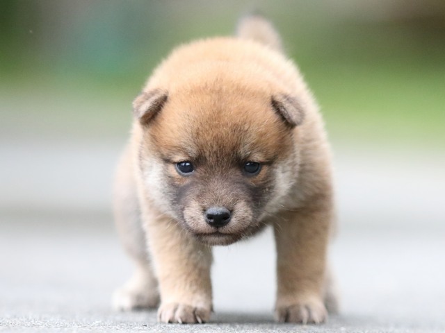 FP5A6792-puupy-shibainu FP5A6792-puupy-shibainu