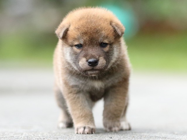 FP5A6843-puupy-shibainu FP5A6843-puupy-shibainu