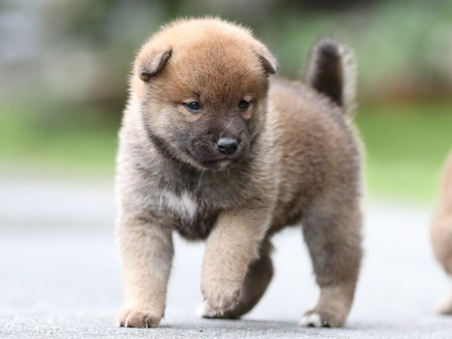 FP5A6851-puupy-shibainu FP5A6851-puupy-shibainu