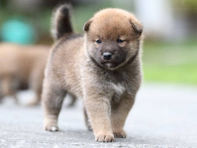 FP5A6872-puupy-shibainu FP5A6872-puupy-shibainu
