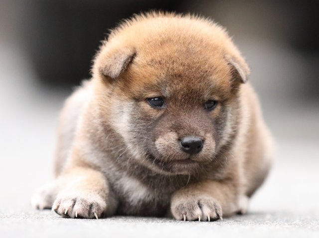 FP5A6883-puupy-shibainu FP5A6883-puupy-shibainu