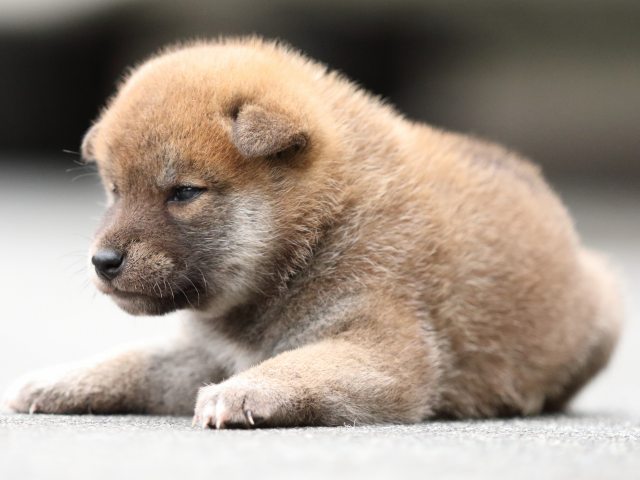 FP5A6886-puupy-shibainu FP5A6886-puupy-shibainu