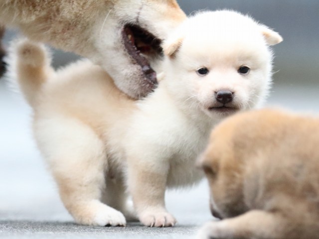 FP5A6904-puupy-shibainu FP5A6904-puupy-shibainu
