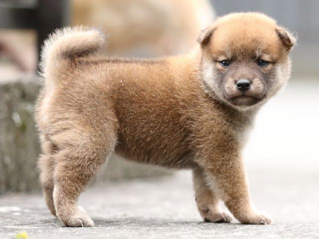 FP5A6920-puupy-shibainu FP5A6920-puupy-shibainu