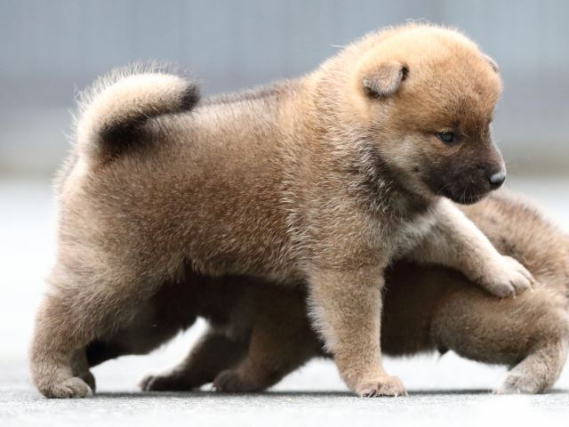 FP5A6935-puupy-shibainu FP5A6935-puupy-shibainu