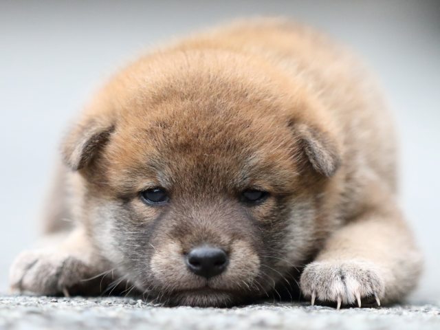 FP5A6968-puupy-shibainu FP5A6968-puupy-shibainu