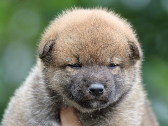 FP5A6984-puupy-shibainu FP5A6984-puupy-shibainu