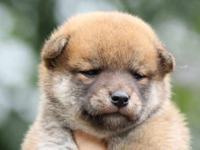 FP5A6991-puupy-shibainu FP5A6991-puupy-shibainu