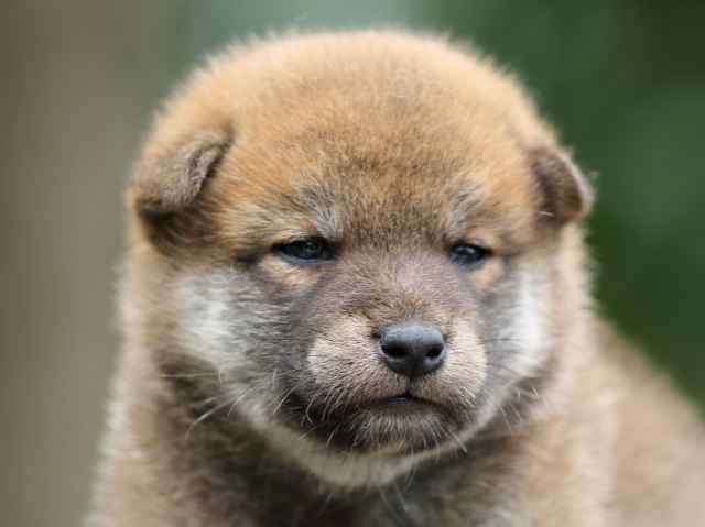 FP5A6998-puupy-shibainu FP5A6998-puupy-shibainu