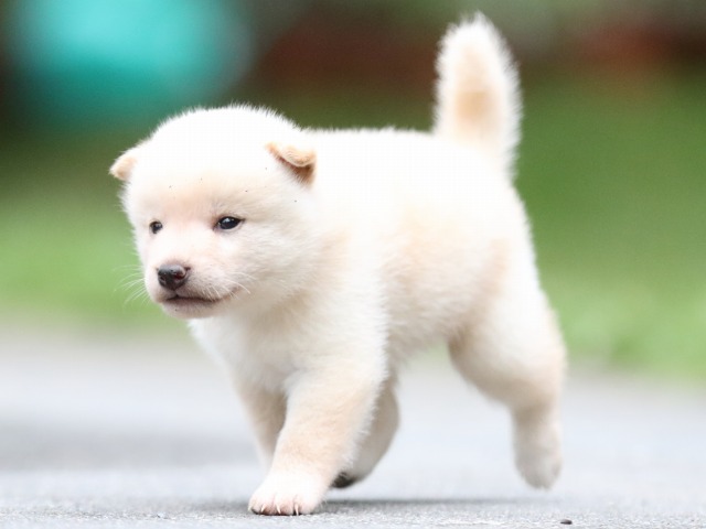 FP5A7050-puupy-shibainu FP5A7050-puupy-shibainu