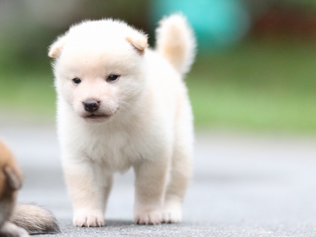 FP5A7061-puupy-shibainu FP5A7061-puupy-shibainu