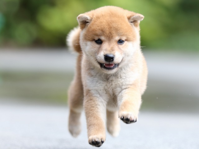 FP5A7155-puupy-shibainu FP5A7155-puupy-shibainu