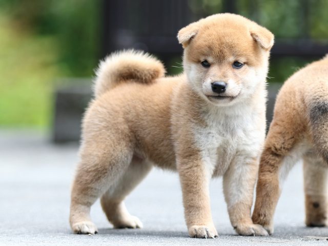 FP5A7178-puupy-shibainu FP5A7178-puupy-shibainu