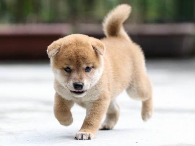 FP5A7200-puupy-shibainu FP5A7200-puupy-shibainu