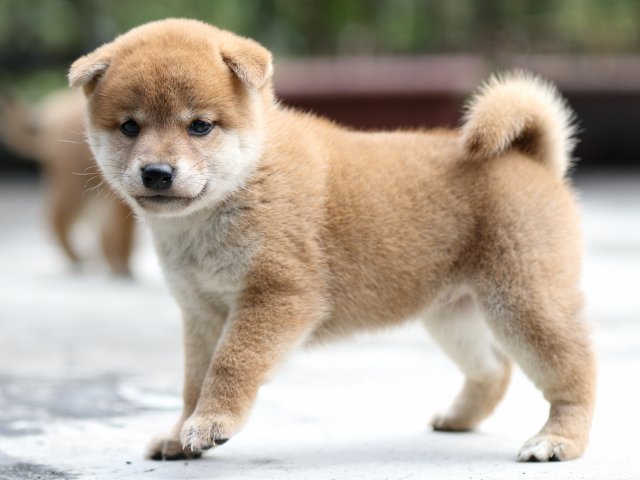 FP5A7207-puupy-shibainu FP5A7207-puupy-shibainu