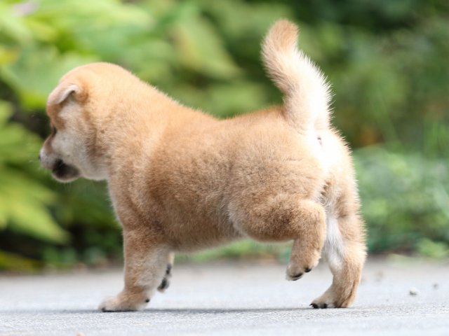 FP5A7216-puupy-shibainu FP5A7216-puupy-shibainu