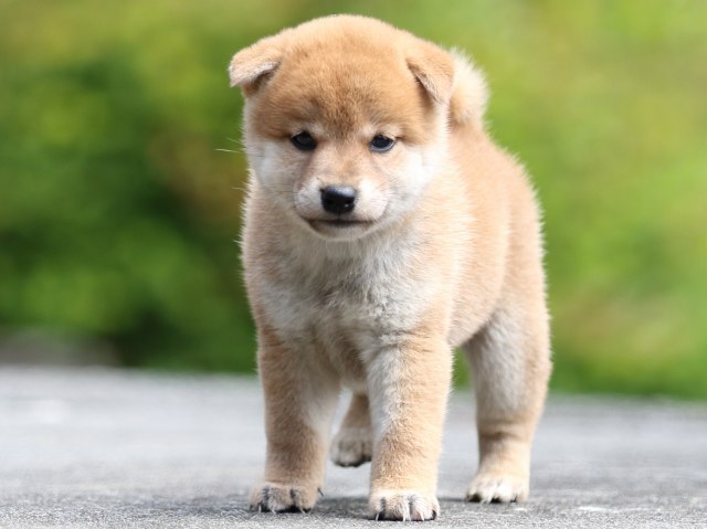 FP5A7255-puupy-shibainu FP5A7255-puupy-shibainu