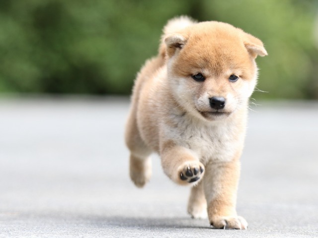 FP5A7273-puupy-shibainu FP5A7273-puupy-shibainu