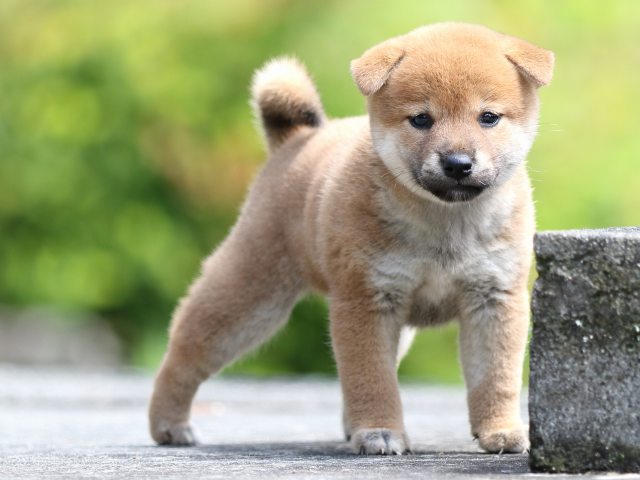 FP5A7295-puupy-shibainu FP5A7295-puupy-shibainu
