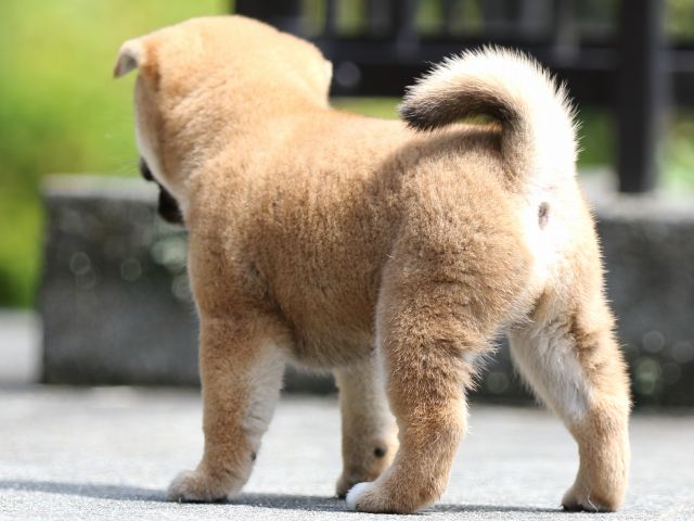 FP5A7301-puupy-shibainu FP5A7301-puupy-shibainu
