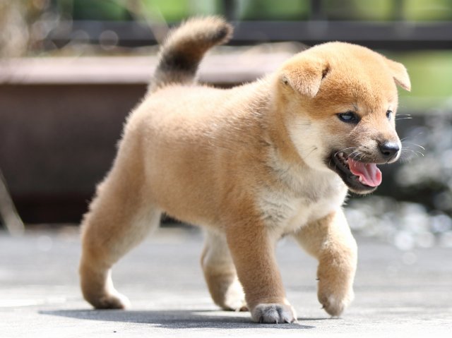 FP5A7316-puupy-shibainu FP5A7316-puupy-shibainu