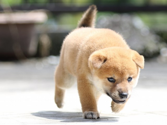 FP5A7324-puupy-shibainu FP5A7324-puupy-shibainu