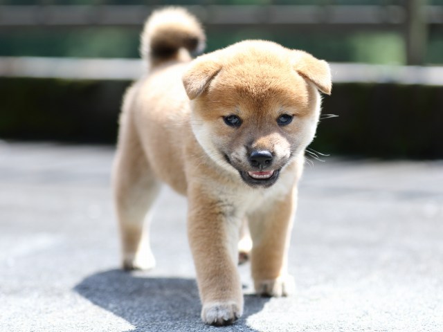 FP5A7386-puupy-shibainu FP5A7386-puupy-shibainu