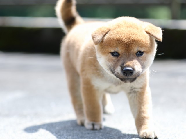 FP5A7387-puupy-shibainu FP5A7387-puupy-shibainu