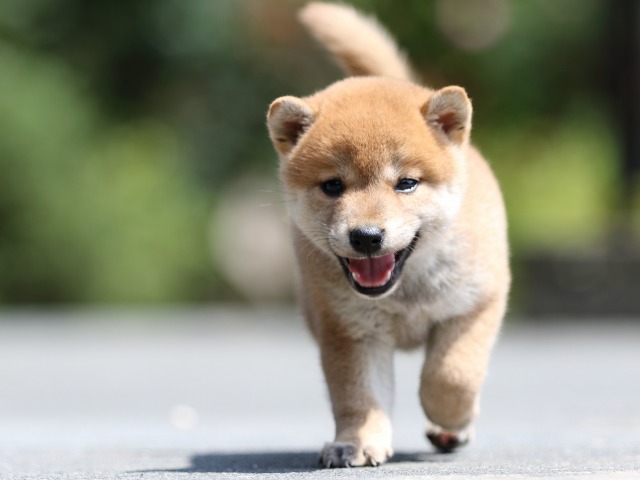FP5A7428-puupy-shibainu FP5A7428-puupy-shibainu