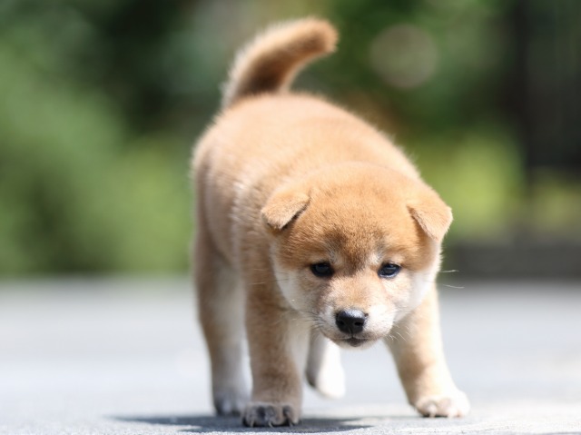 FP5A7432-puupy-shibainu FP5A7432-puupy-shibainu
