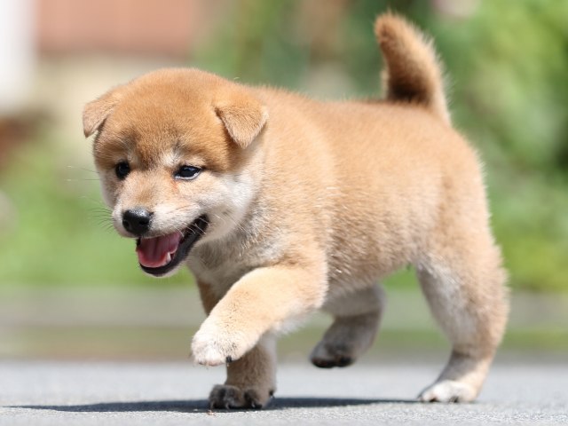 FP5A7456-puupy-shibainu FP5A7456-puupy-shibainu