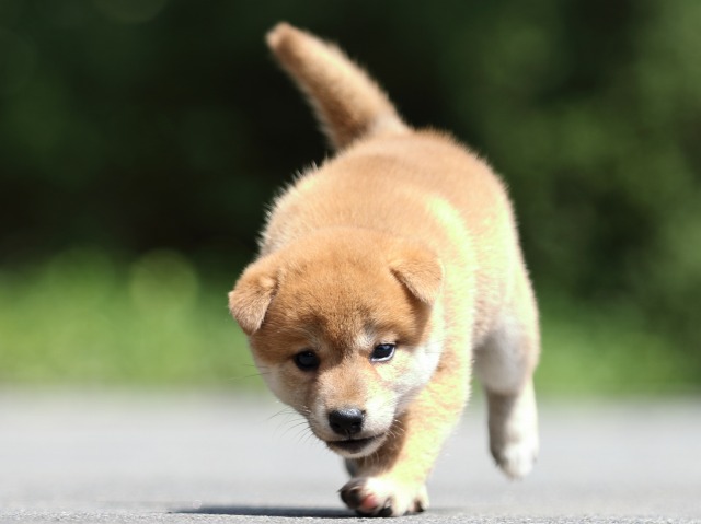 FP5A7486-puupy-shibainu FP5A7486-puupy-shibainu