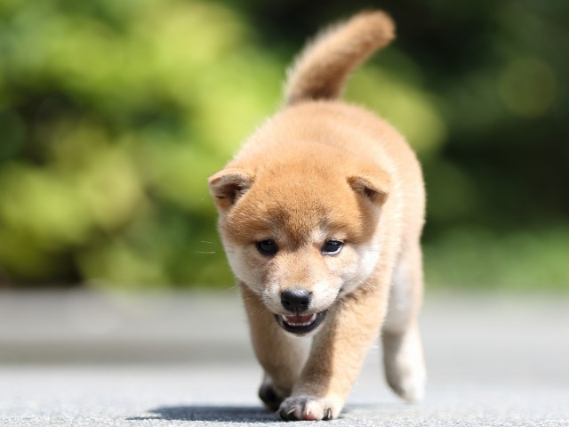 FP5A7494-puupy-shibainu FP5A7494-puupy-shibainu