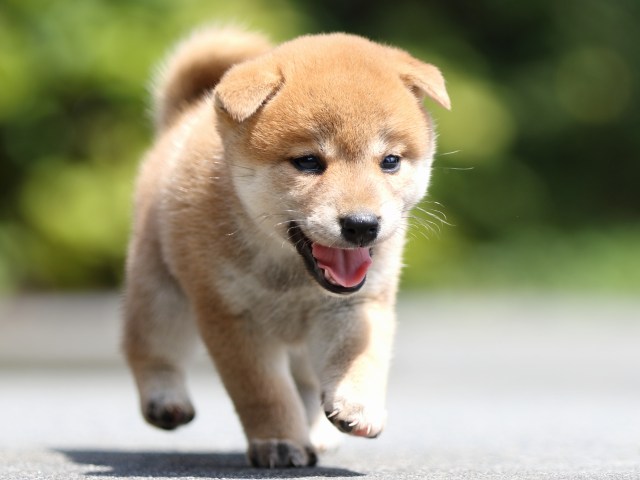 FP5A7496-puupy-shibainu FP5A7496-puupy-shibainu
