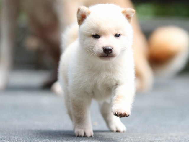 FP5A7568-puupy-shibainu FP5A7568-puupy-shibainu