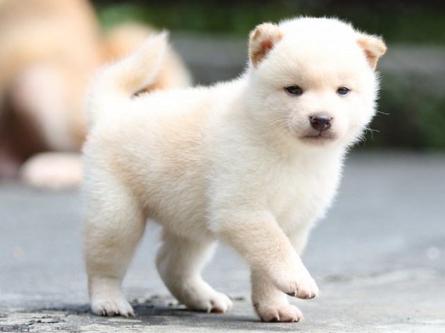 FP5A7578-puupy-shibainu FP5A7578-puupy-shibainu