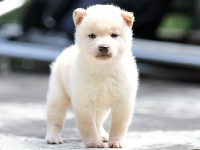 FP5A7585-puupy-shibainu FP5A7585-puupy-shibainu