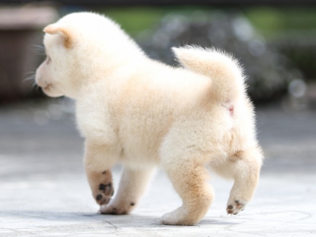 FP5A7595-puupy-shibainu FP5A7595-puupy-shibainu