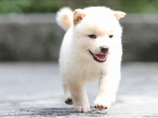 FP5A7636-puupy-shibainu FP5A7636-puupy-shibainu