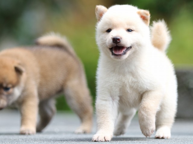 FP5A7685-puupy-shibainu FP5A7685-puupy-shibainu