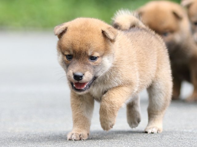 FP5A7721-puupy-shibainu FP5A7721-puupy-shibainu
