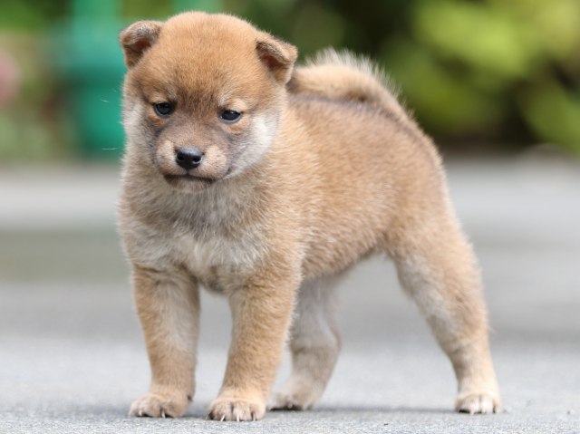 FP5A7743-puupy-shibainu FP5A7743-puupy-shibainu