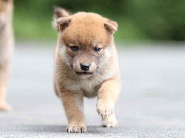 FP5A7760-puupy-shibainu FP5A7760-puupy-shibainu