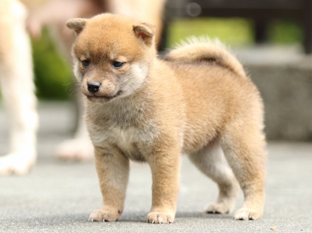 FP5A7782-puupy-shibainu FP5A7782-puupy-shibainu