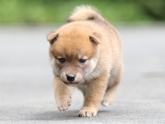FP5A7791-puupy-shibainu FP5A7791-puupy-shibainu
